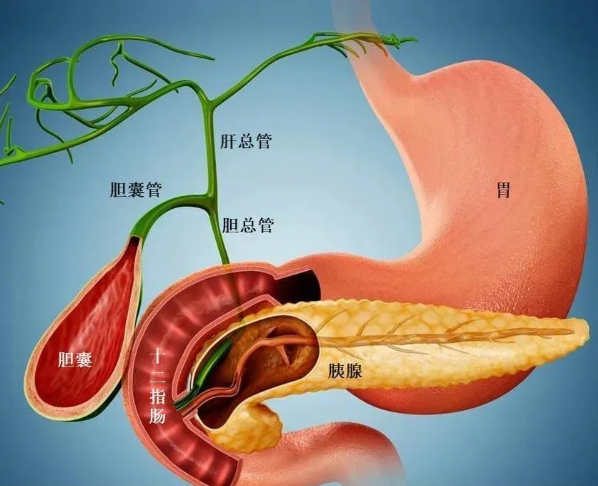 ercp.png