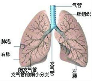 肺部感染治疗大概需要多少钱|一个生命垂危的病人奇迹生还