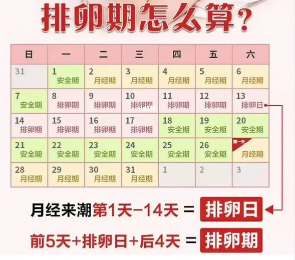 排卵期怎么算才最准确|女性排卵期在什么时候算最准确